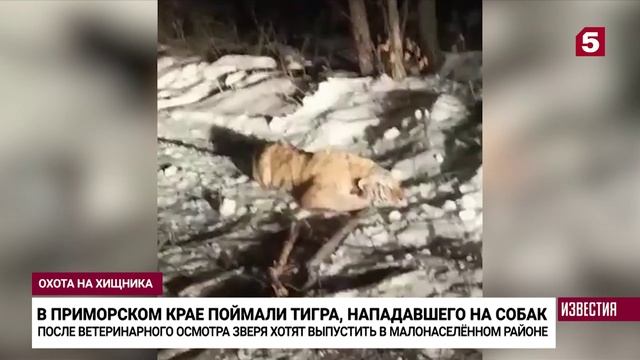 Держал в страхе всю округу: в Приморье поймали «конфликтного» тигра