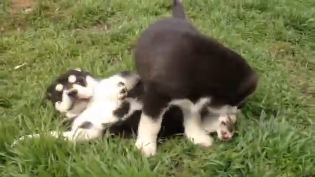 Щенки САО Дарьял-Юг. смотреть онлайн