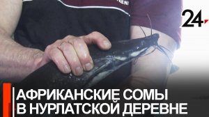 Африканских сомов разводят в деревне Абляскино Нурлатского района