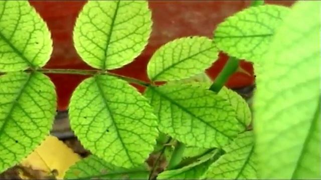 Sony DCR-TRV460E & Linux смотреть онлайн