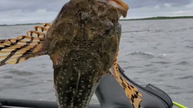 Рыбалка на Сахалине #сахалин #таймень #отдых #сахалинскийтаймень смотреть онлайн