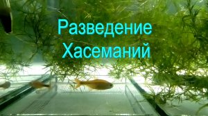 Разведение Хасеманий (Медная Тетра)