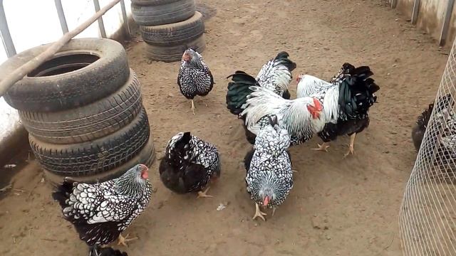 Виандоты Серебро Черноокаймленные- на прогулке в теплице. смотреть онлайн