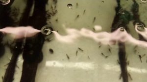 Нерест Таракатумов. 27.01.2023