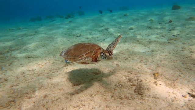 How to Dive in Bonaire | East Coast Diving Bonaire смотреть онлайн