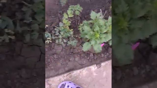 Садовые растения