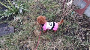 Vlog/ПРИУЧАЕМ ЩЕНКА К ТУАЛЕТУ НА УЛИЦЕ / ПУДЕЛЬ 🐩