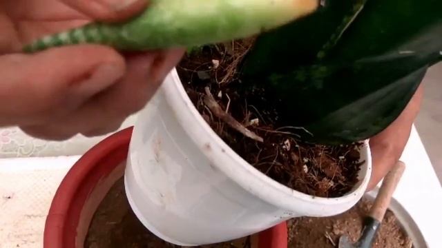 Sansevieria Black Jack//New variety of snake plant. смотреть онлайн