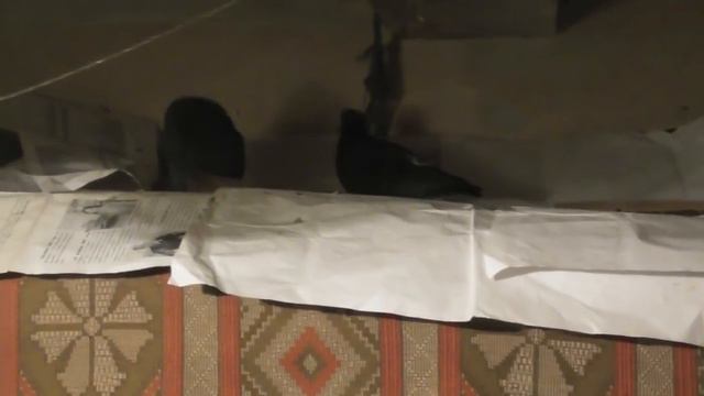 Голуби в тепле несутся. 23. 01. 2018 смотреть онлайн