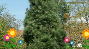 Сосна гималайская Денза Хилл. Краткий обзор, описание характеристик pinus wallichiana Densa Hill
