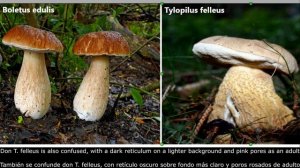 Boletus edulis (Possible confusion) - Boletus edulis (Posibles confusiones)