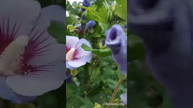 Hibiscus syriacus||Blue Bird (Rose of Sharon) смотреть онлайн
