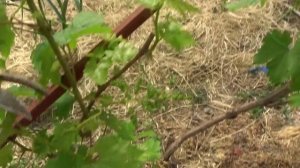 СТОЛОВЫЙ ВИНОГРАД - УДАЛЕНИЕ ЛИШНИХ  ГРОЗДЕЙ