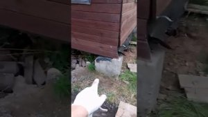 Ремонт, замена, укрепление фундамента веранды дома своими руками часть 1..