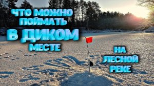 ✔ ЧТО МОЖНО ПОЙМАТЬ в диком месте НА ЛЕСНОЙ РЕКЕ Рыбалка на жерлицы