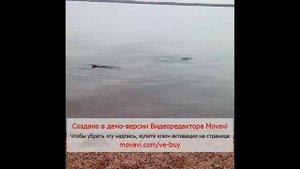 Стальноголовый на Иссык-куле