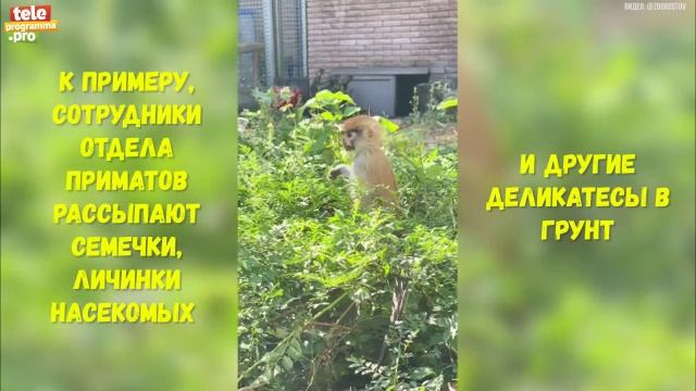 обезяны