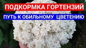 СЛАБАЯ ГОРТЕНЗИЯ - ЧЕМ ПОДКОРМИТЬ ДЛЯ  ОБИЛЬНОГО ЦВЕТЕНИЯ