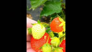 ФИНЕЛЛА сорт клубники с ананасовым вкусом.