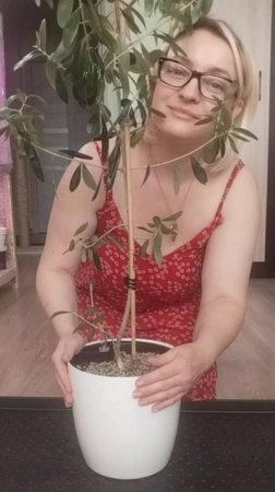 Пересадка ОЛИВЫ на систему автопОЛИВ #garden  #plants #cat  #эвкалиптыдома #олива