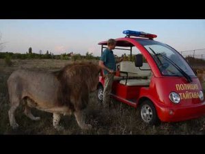 Львы устроили ДОСМОТР моего автомобиля!