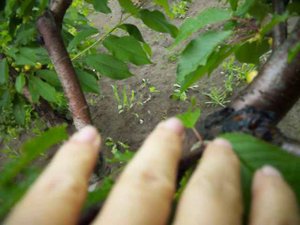 ГИББЕРЕЛЛИН на черешне продолжение