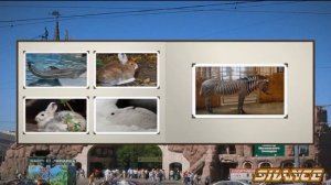 Презентация московского зоопарка