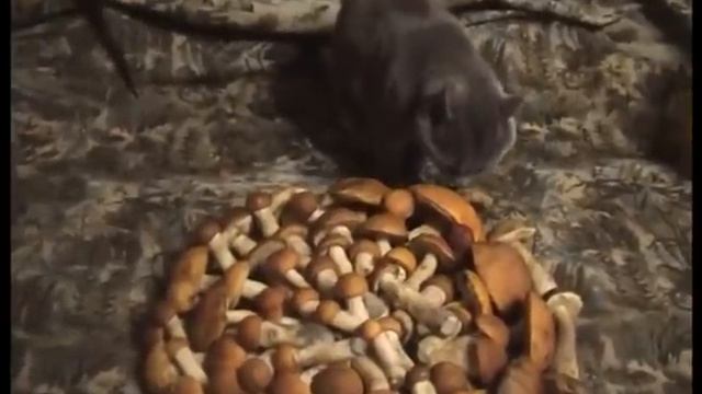 Подосиновики вдруг появились..Грибы. смотреть онлайн