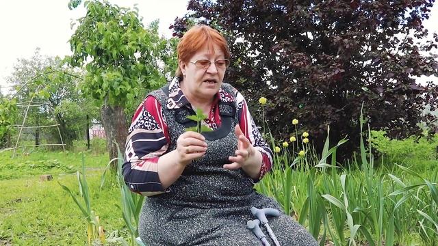 СЕЛЬДЕРЕЙ. Выращивание, рассада, разные сорта