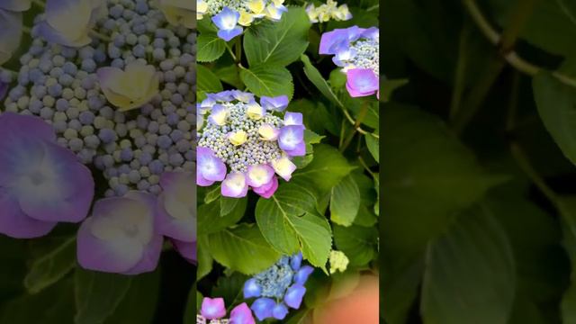 #love #hydrangeas #hortensia #macrophylla #гортензия #гортензія