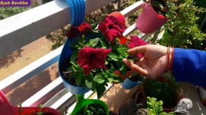 Petunia plant care & tips