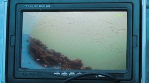 Подводная видеокамера. Корюшка и навага.  Владивосток