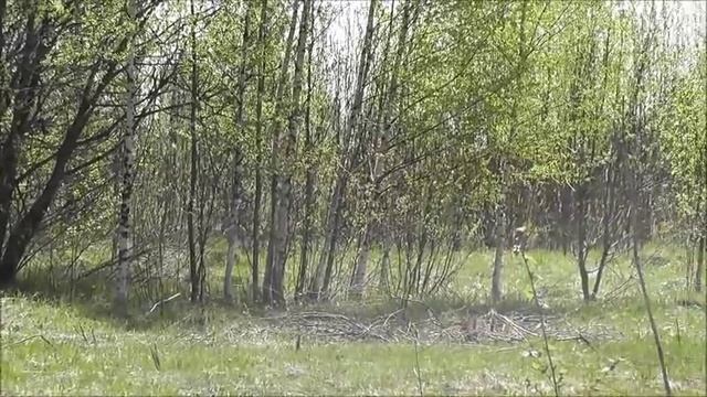 Борьба за медоносы вести с полей пасеки Берендея смотреть онлайн