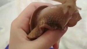 СТРОЕНИЕ УЛИТОК!