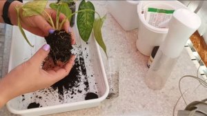 Новое кашпо- новая жизнь! Пересадка шизматоглоттиса ? в кашпо мечты!