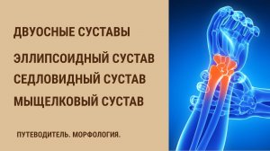 Двуосные суставы. Эллипсоидный сустав. Седловидный сустав. Мыщелковый сустав.