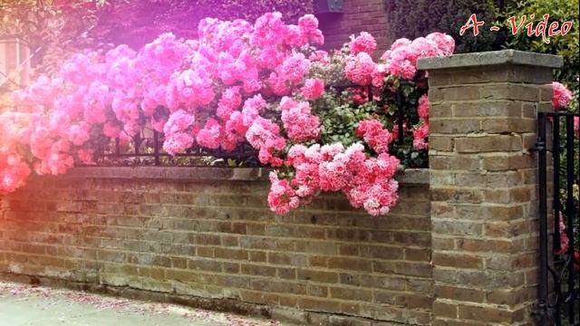 ?Удивительные идеи чтобы сделать сад красивым / Design ideas for a beautiful garden / A - Video смотреть онлайн