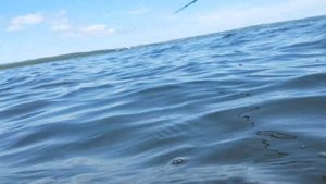 Огромный сарган пришёл на нерест!!!!