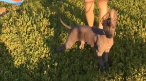 Ксолоитцкуинтли