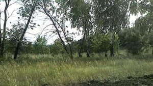 полет орла крупным планом!