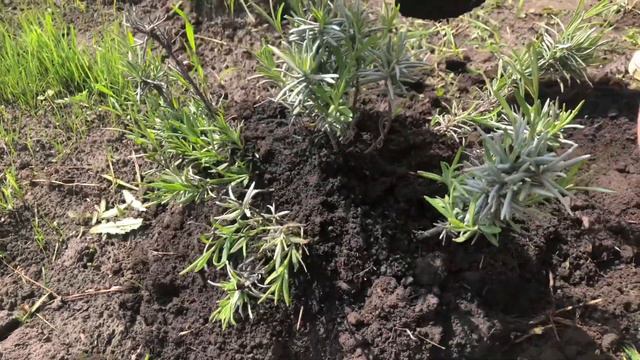 Легкий способ размножения лаванды весной. Мой опыт смотреть онлайн