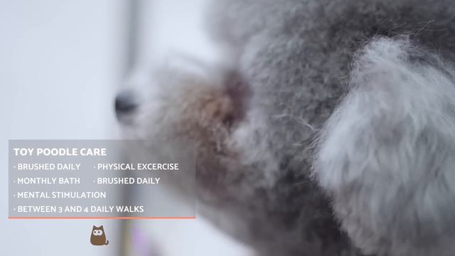 TOY POODLE - Characteristics, Character and Care