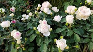 Stephanie Baronin zu Guttenberg Rosen-Tantau Германия, 2010 Флорибунда