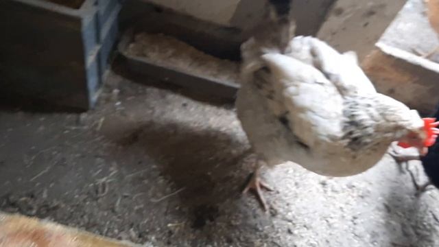 Сбор яиц за следующие дни! #куры #яйцо #курятник #chicken #сборяиц