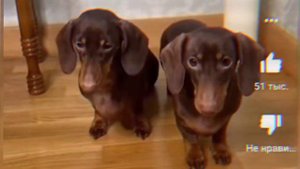 ЧапиТосики