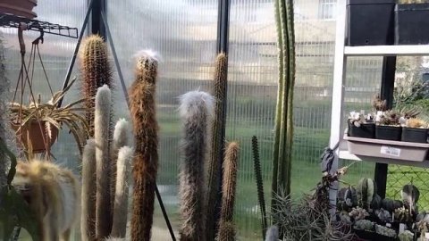 Удобрения для кактусов.Полив кактусов.Kakteen.