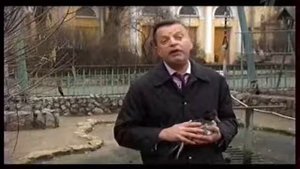 Парфенов "Птица гоголь"