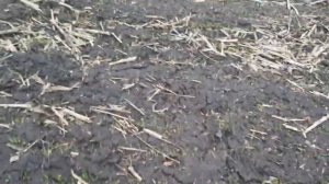 Что делать с соломой?