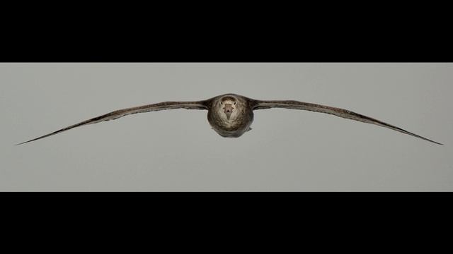 Песня о Буревестнике, Максим Горький ,Советская Проза ,читает Павел Беседин смотреть онлайн