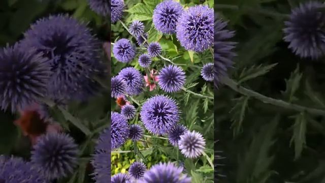 Echinops Ritro with the bee